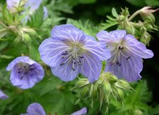 Geranium bec de grue "brookside"
