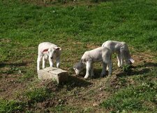 Agneaux de mouton boulonnais