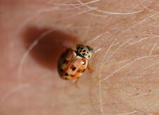 Harmonia quadripunctata