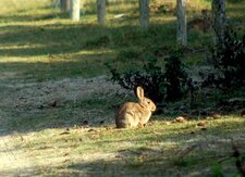 Lapin de garenne