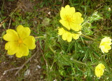 Halimium libanotis (sous réserve)