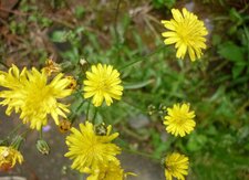 Laiteron des champs (sous réserve)