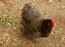 Poule "Orpington" côté face