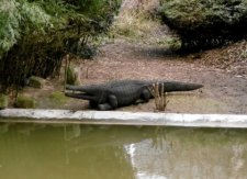 Crocodile parisien
