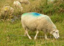 Mouton technicolor