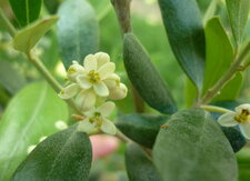 Fleurs d
