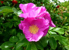 Rosier rugueux