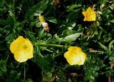 Renoncule des champs (ranunculus arvensis)