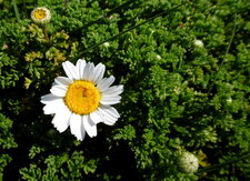 Camomille marine (anthemis maritime)