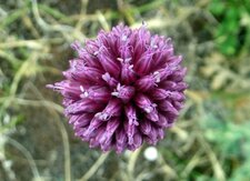 Ail à tête ronde