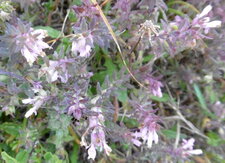 Odontites vernus (Euphraise rouge)