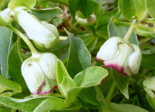 Helleborus foetidus