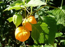 Physalis