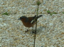 Pinson des arbres