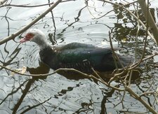 Canard musqué