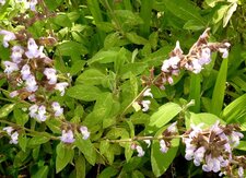Sauge officinale