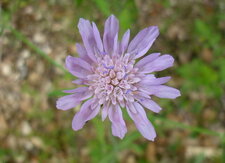 Scabieuse colombaire