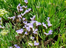 Fleurs de statice de Dodart (limonium dodarti)