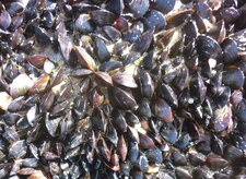 Colonie naturelle de moules