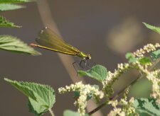 Caloptéryx éclatant, femelle, sur ortie en fleur