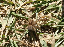 Lycosidae