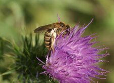 Halictus scabiosae