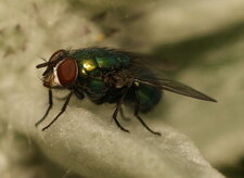 Lucilia