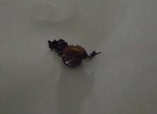 Escargot