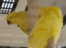 Perroquet jaune