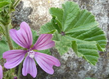 Mauve sylvestre.