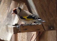 Chardonneret