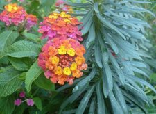 Lantana et euphorbe characias