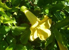 Bignone à fleur jaune