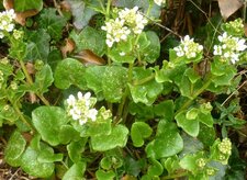 Cochléaire officinale