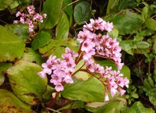 Bergenia rose