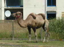 Chameau