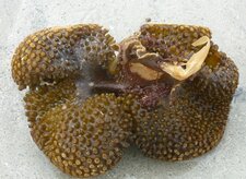 Chaussons de mer