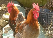 Coqs de Marans (sous réserve)