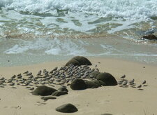 Manif de petits gravelots (sous réserve)