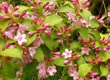 Weigelia