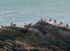 Grands cormorans et cormorans huppés