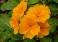 Primevères horticoles