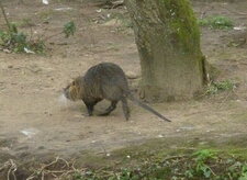 Ragondin sur pattes