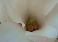 Magnolia dénudé (détail)