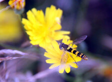 Syrphe