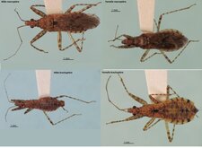 Hoplistoscelis pallescens