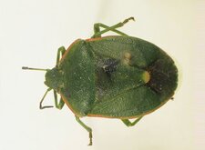 Chlorochroa persimilis
