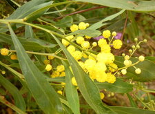 Mimosa "4 saisons"
