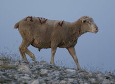 "Agneau du Ventoux"