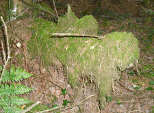 Mousse des bois